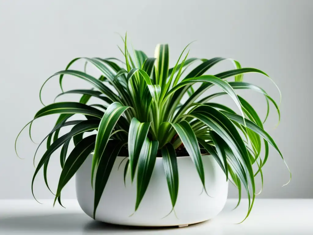 Planta de interior (Chlorophytum comosum) en maceta blanca, detalle de hojas variegadas